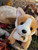 Butterscotch The Corgi Dog With Collar- Puppy Plush Soft Toy