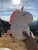 Unicorn Pillow 10" Super Soft