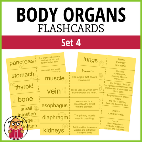 Body Organs Flash Cards - Set 4