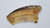 Primitive  Sheep Horn Comb (Wide Teeth)
