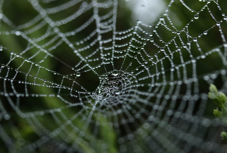 The Day a Spider Took Down a Squad of Rangers