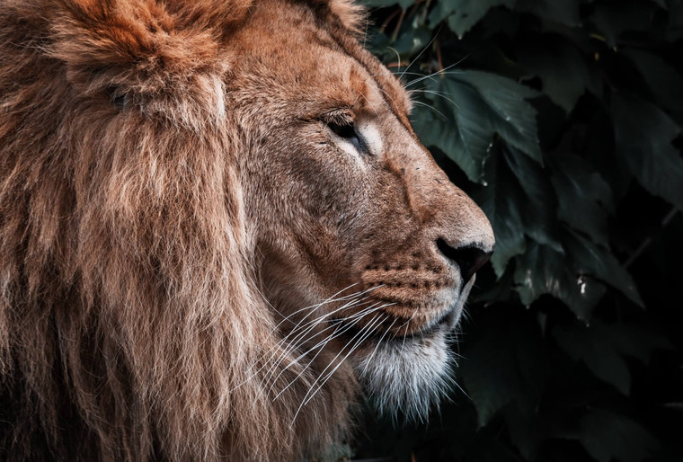 C.S. Lewis, Narnia and The Dangerous Risks of Cowardice