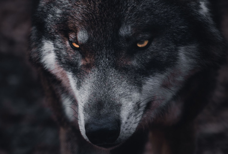 The Violence Gap: How to Handle a Wolf on a Sidewalk