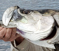 Getting Started in Saltwater