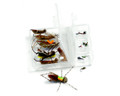 Rainy's Favorite Hopper/Dropper Trout Fly Assortment -18