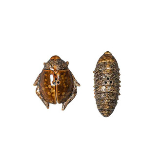 Salt & Pepper Bug