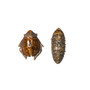 Salt & Pepper Bug