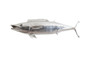 Wahoo Fish, Resin, Silver Leaf