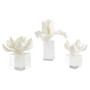 Oleander Sculpture | White - Small