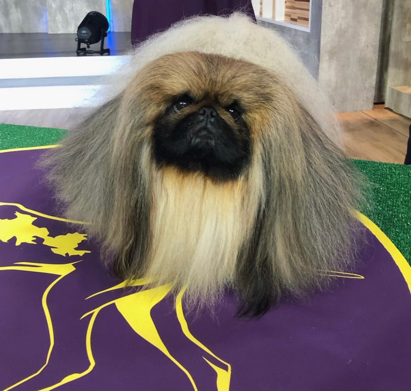 Championing Excellence: The Importance of Dog Shows