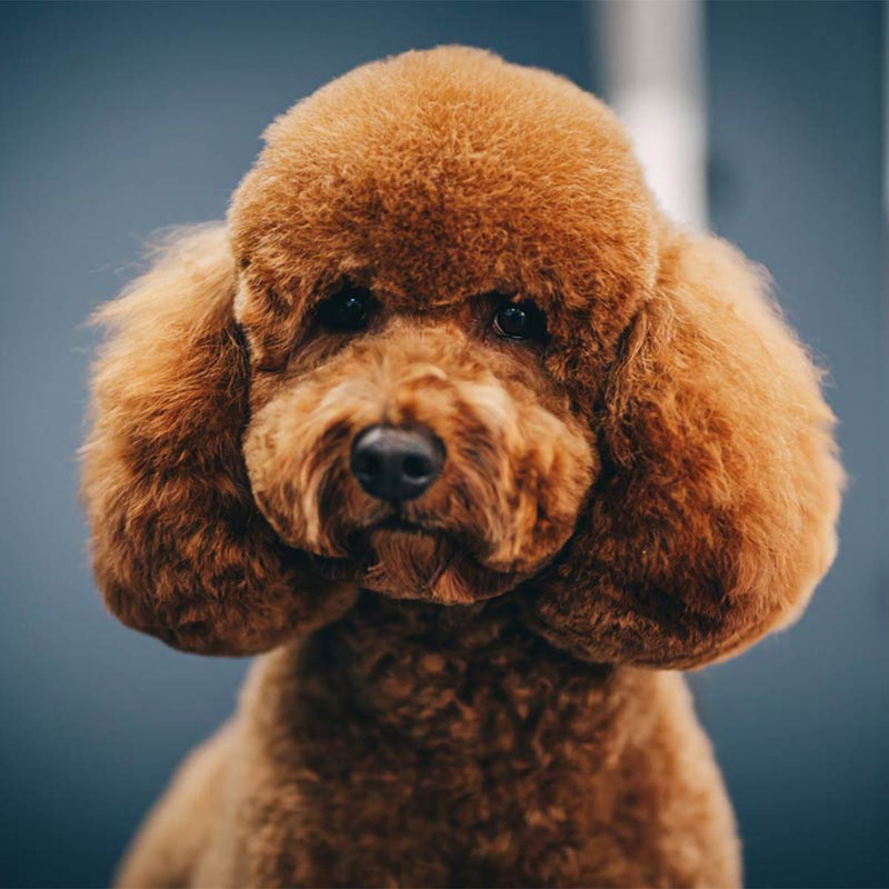 acka poodle short coat