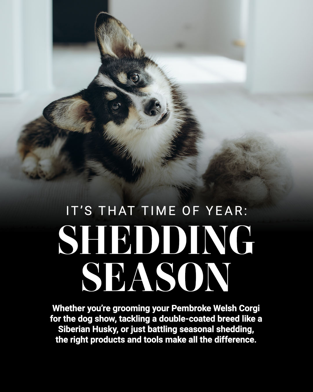 It's That Time of Year: Shedding Season