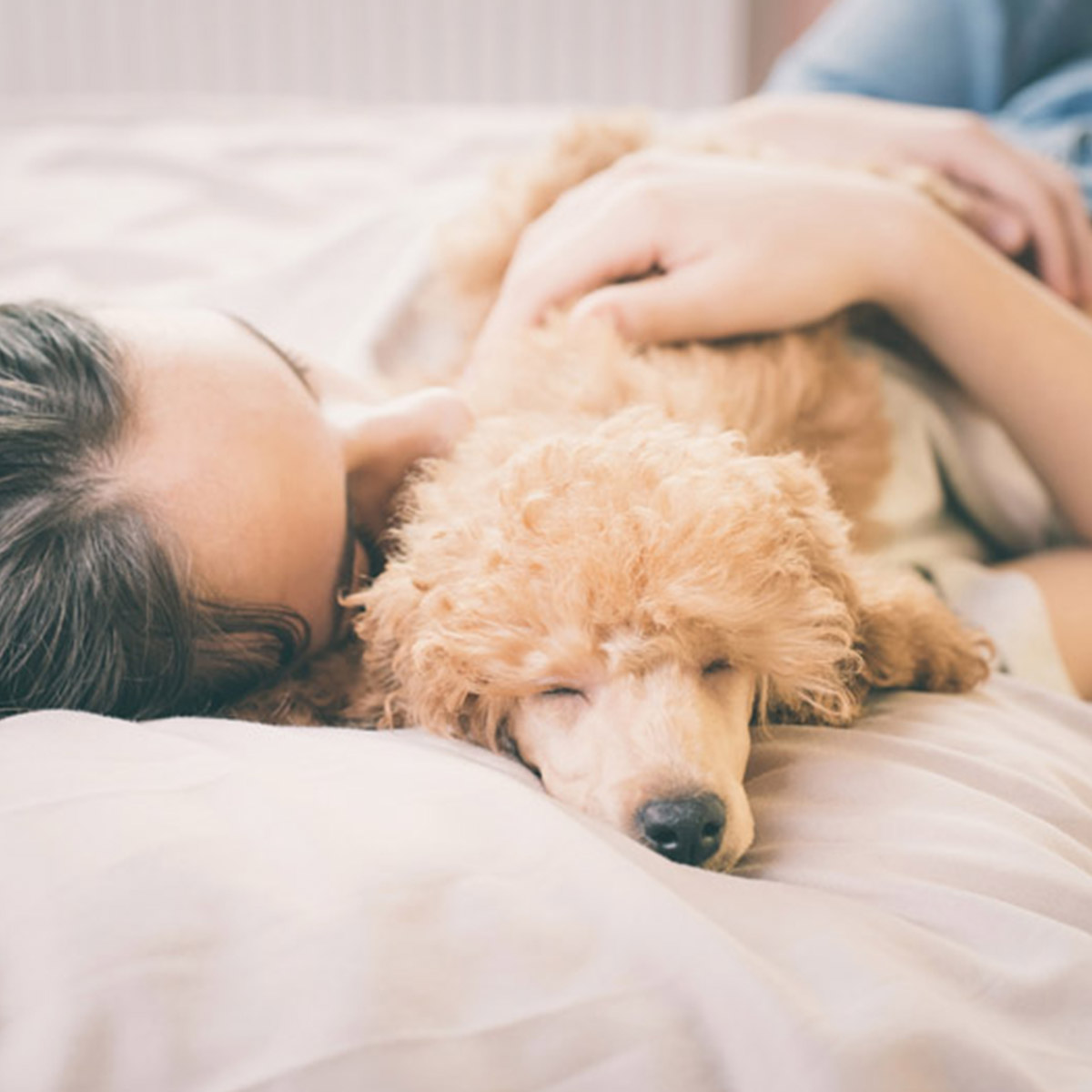 The Golden Rule of Grooming: Never Brush a Dry Coat