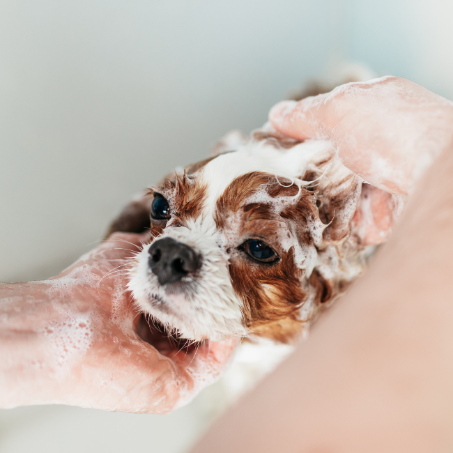 Blade Care & Cleaning  christies pet grooming