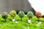 10PCS Mini Garden Decorations Resin Tree Fairy Garden Miniatures Trees Garden Decoration Terrarium Figurines Miniature Figurines