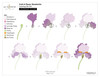 Altenew Craft A Flower Bearded Iris