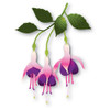 Memory Box Die Delicate Fuchsia Trio
