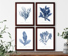 botanical illustration Set of 4 natural history prints seaweeds #1,