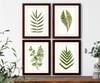 illustration Set of 4 natural history prints Ferns #1