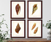 illustration Set of 4 seashell natural history prints #1