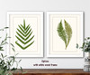 set of 2 fern natural history prints #1-2