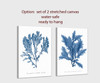 Set of 2 natural history prints seaweeds #1-1,