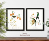Hummingbirds illustration set of 2 giclee art print #1-2,