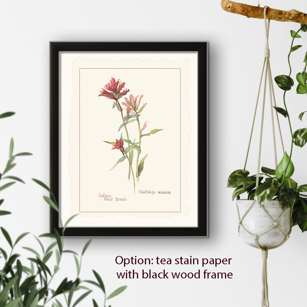 Vintage botanical illustration Indian Paint Brush