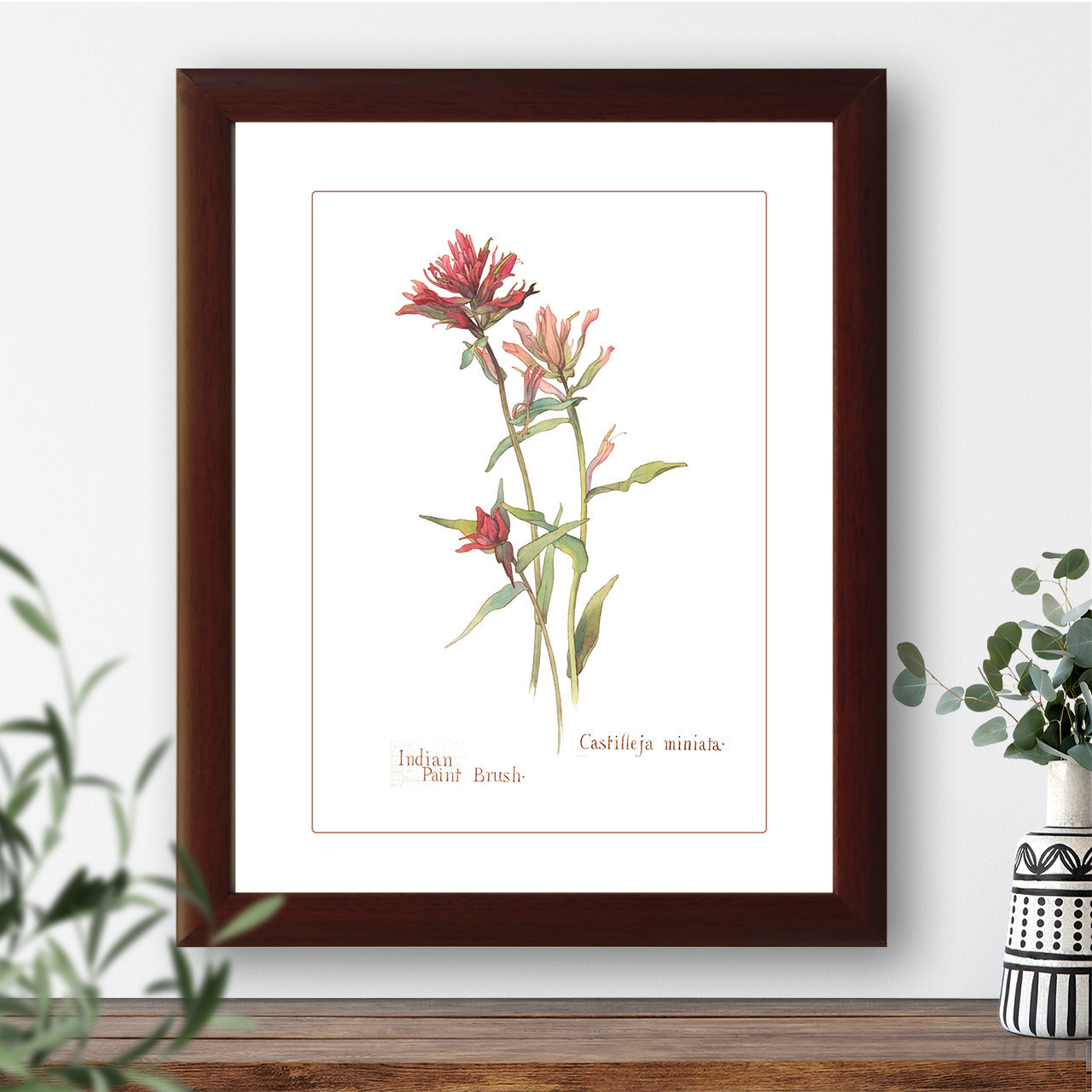 Vintage botanical illustration Indian Paint Brush