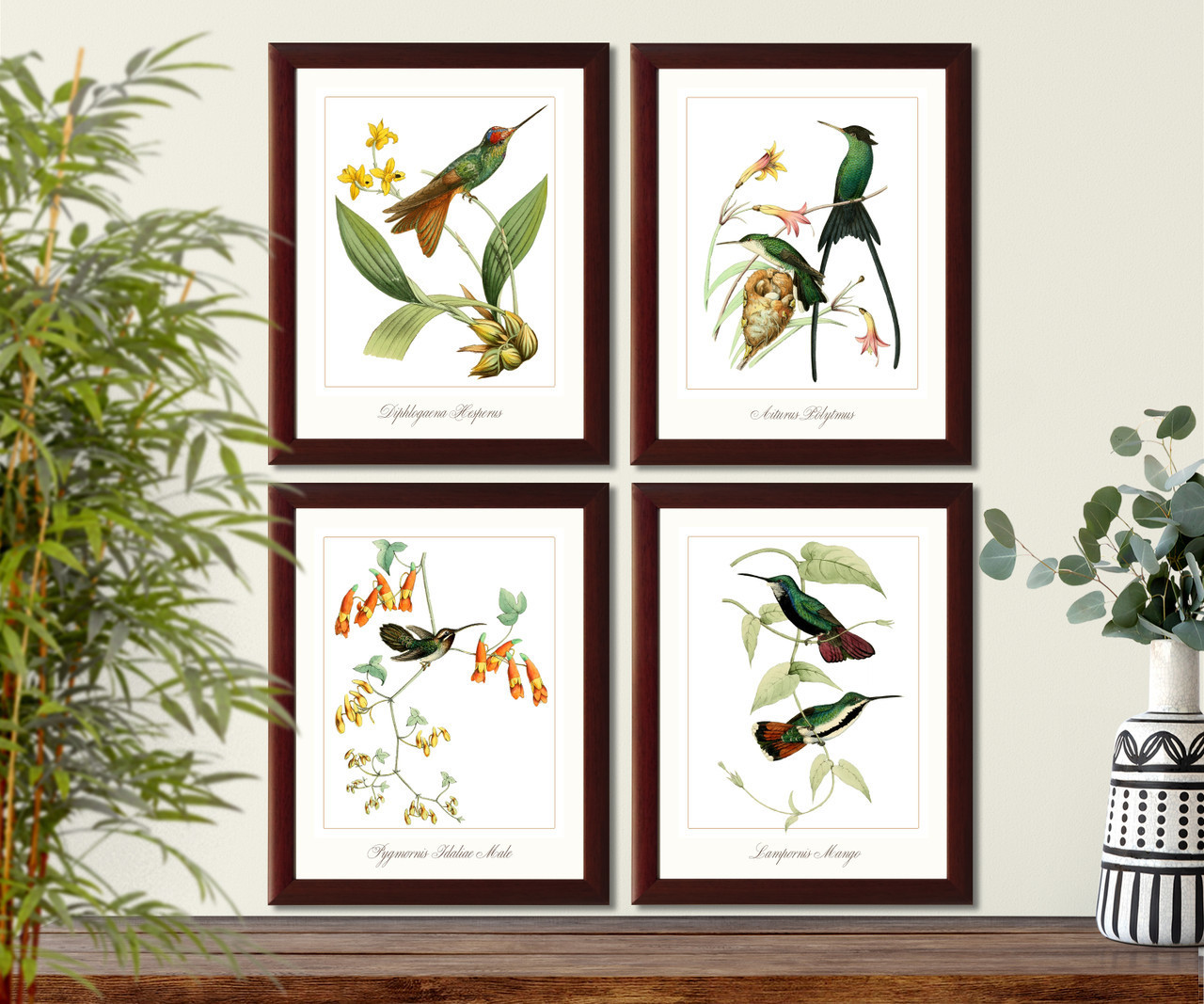 Hummingbirds french vintage illustration set of 4 giclee art print #1,
