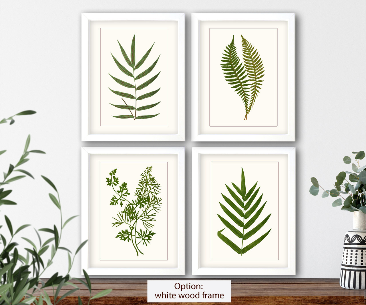 illustration Set of 4 natural history prints Ferns #1