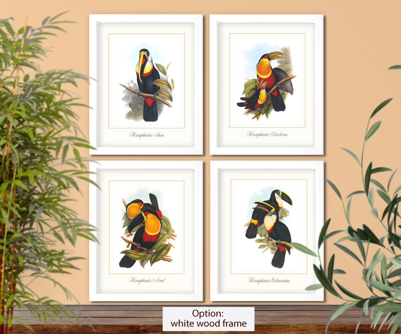 Toucans scientific illustration set of 4 giclee art prints #1,