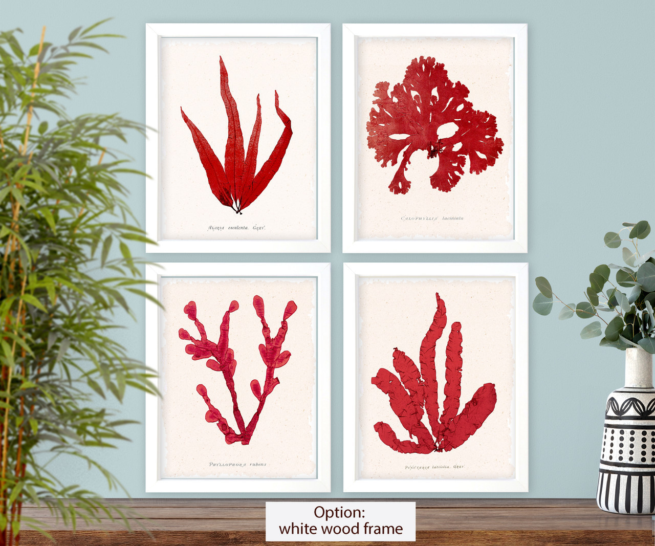 Coral botanical illustration Set of 4 prints seaweeds #1