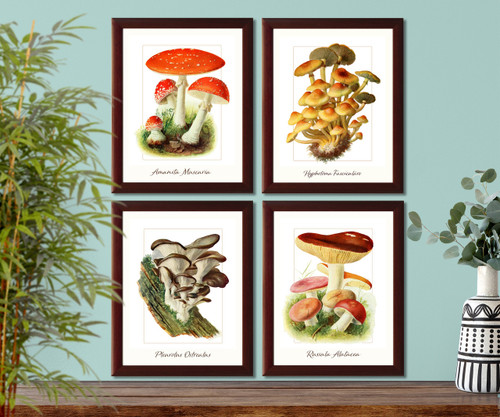 Mushrooms scientific illustration set of 4 giclee art prints #1 Mushrooms scientific illustration set of 4 giclee art prints #1