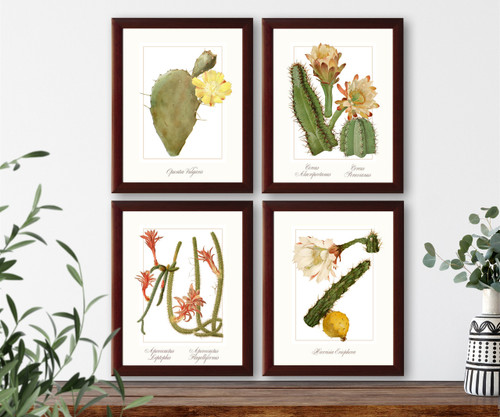 Vintage botanical illustration Set of 4 cacti #1