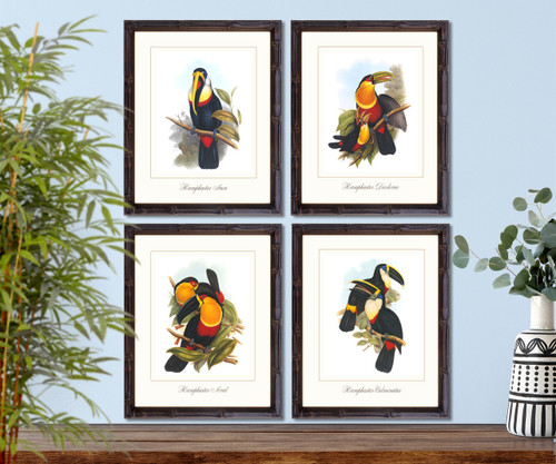 Toucans scientific illustration set of 4 giclee art prints #1,