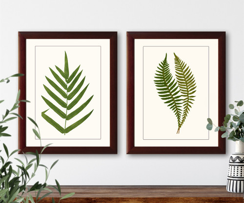 set of 2 fern natural history prints #1-2