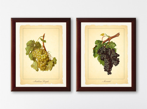 set of 2 natural history grapes prints #1-2