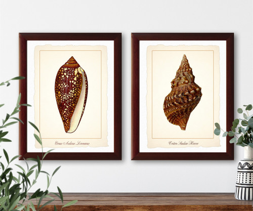 洋書 Shells - Classic Natural History Prints 洋書 Shells - Classic Natural History Prints 洋書 Shells