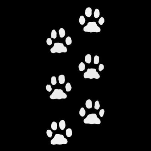 Paw Prints Decal Sticker