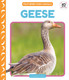 Geese View Product Image