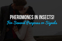 Pheromones In Insects