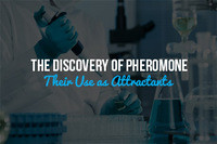 The Discovery of Pheromones and Their Use as Attractants