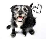 Silver Muzzles, Golden Years: Supporting Senior Pets Naturally