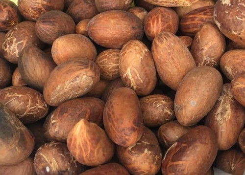 Bitter Kola Nut (Cola Nuts) – Fresh Garcinia Kola | Natural Wellness Superfood

Discover the powerful benefits of Bitter Kola Nut (Fresh Garcinia Kola) – a traditional West African superfood valued for centuries for its natural wellness properties. Our premium-quality Bitter Kola nuts are freshly sourced to ensure maximum potency, authentic taste, and nutritional value. Known for its distinctive bitter flavour and powerful natural compounds, Bitter Kola has long been used in traditional herbal practices and daily wellness routines.

Whether you are looking for a natural immune-supporting food, a traditional herbal remedy, or an authentic African botanical ingredient, our fresh Garcinia Kola nuts offer purity, quality, and heritage in every nut.

What is Bitter Kola (Garcinia Kola)?

Bitter Kola, scientifically known as Garcinia Kola, is a tropical plant native to West and Central Africa. The seeds, commonly referred to as kola nuts, are widely used in traditional cultures for their health-supporting properties and energising effects.

Unlike the sweet kola nut used in soft drinks, Bitter Kola has a sharp, slightly astringent taste, which is often followed by a mild sweetness as you chew it. For generations, communities have consumed Bitter Kola as part of traditional wellness practices, ceremonies, and everyday health routines.

Today, Bitter Kola is increasingly popular worldwide as people discover the benefits of natural plant-based superfoods.

Key Benefits of Bitter Kola Nuts

Our Fresh Garcinia Kola nuts are valued for their rich natural compounds that may support overall wellbeing.

1. Natural Immune Support

Bitter Kola contains powerful natural antioxidants and bioactive compounds that are traditionally believed to help support the body's natural immune system.

2. Supports Digestive Health

Many people chew Bitter Kola after meals as part of traditional digestive support practices. The nut is known for stimulating digestion and helping maintain gut balance.

3. Natural Energy Booster

Bitter Kola is naturally stimulating and is often used as a natural energy enhancer. It may help improve alertness and reduce fatigue without the crash associated with processed stimulants.

4. Rich in Natural Antioxidants

The nuts contain compounds that may help fight oxidative stress in the body, supporting overall health and vitality.

5. Traditional Respiratory Support

In many African herbal traditions, Bitter Kola has been used to support respiratory wellness and soothe throat discomfort.

Premium Fresh Garcinia Kola Quality

We take pride in offering fresh, high-quality Bitter Kola nuts that are carefully sourced from trusted growers.

Our Bitter Kola is:

100% natural and fresh

Carefully selected for quality

Free from additives and preservatives

Traditionally harvested

Packed to preserve freshness

Each nut retains its natural bitterness, firm texture, and characteristic aroma, ensuring you receive authentic Garcinia Kola just as it is enjoyed traditionally.

How to Use Bitter Kola Nuts

Bitter Kola is most commonly consumed by chewing the fresh nut directly. Simply peel the outer skin and chew the nut slowly to release its natural compounds.

Other common uses include:

Chewing as part of a daily wellness routine

Consuming before physical activity for natural energy

Using in traditional herbal preparations

Sharing during cultural and social gatherings

Because of its strong flavour, Bitter Kola is often eaten in small quantities.

Who Can Benefit from Bitter Kola?

Bitter Kola is ideal for people looking for:

Natural plant-based wellness foods

Traditional African herbal ingredients

Immune-supporting superfoods

Natural energy sources

Authentic cultural products

It is especially popular among individuals who value traditional remedies, natural health products, and organic lifestyle choices.

Freshness You Can Trust

Our Bitter Kola nuts are harvested at peak maturity and handled with care to preserve their natural strength and quality. Proper storage ensures the nuts remain fresh, firm, and effective for consumption.

To maintain freshness, store your Bitter Kola in a cool, dry place or refrigerated.

Why Choose Our Bitter Kola Nuts?

When you purchase from us, you receive authentic, high-grade Garcinia Kola sourced with quality and sustainability in mind.

Our commitment to quality includes:

Freshly harvested Bitter Kola

Reliable sourcing from trusted farms

Careful packaging to maintain quality

Authentic West African product

Excellent customer satisfaction

We aim to deliver the best Bitter Kola experience, combining traditional heritage with modern quality standards.

Order Fresh Bitter Kola Today

Experience the natural power of Fresh Bitter Kola (Garcinia Kola) and add this traditional superfood to your daily routine. Whether you enjoy it for its cultural significance, natural wellness benefits, or unique taste, Bitter Kola remains one of nature’s most remarkable botanical treasures.

Order your Fresh Bitter Kola Nuts today and enjoy the authentic taste and benefits of Garcinia Kola.