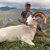 Alaska dall sheep hunt