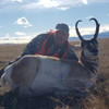 Antelope hunting in Montana