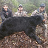 Black Bear - Alberta - 1117