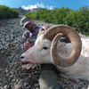 Dall sheep hunt in Alaska