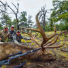 New Mexico Elk Hunting